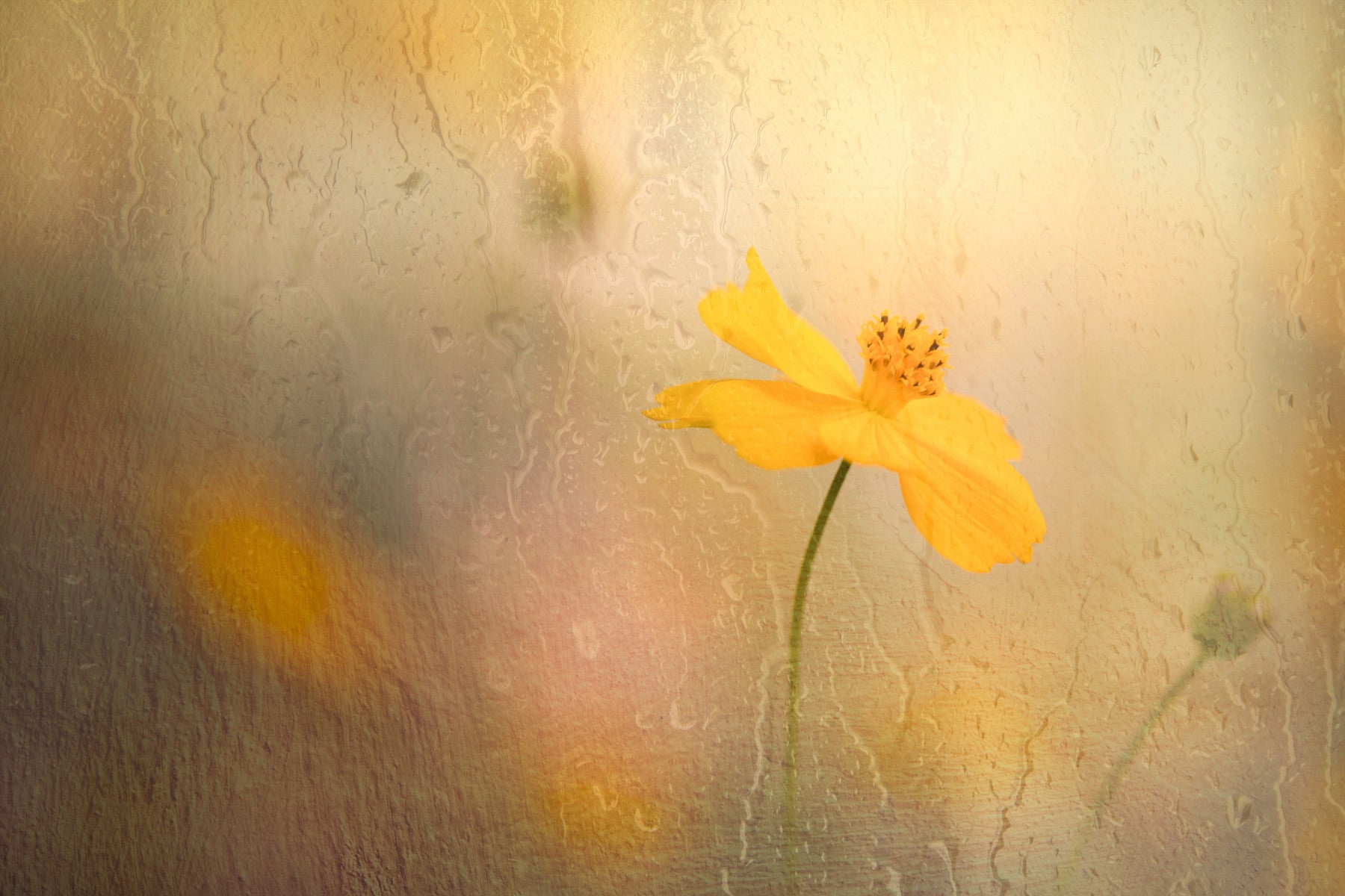 Rainy Day Bloom Wall Mural -2604778