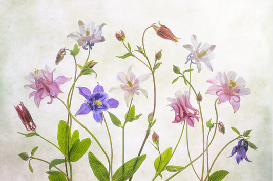 Columbine Dreams Wall Mural -1474479