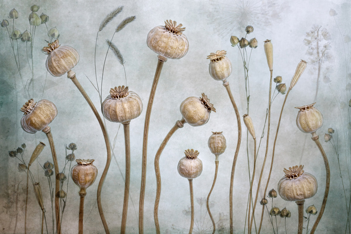 Dried Seed Pods Wall Mural -1083043