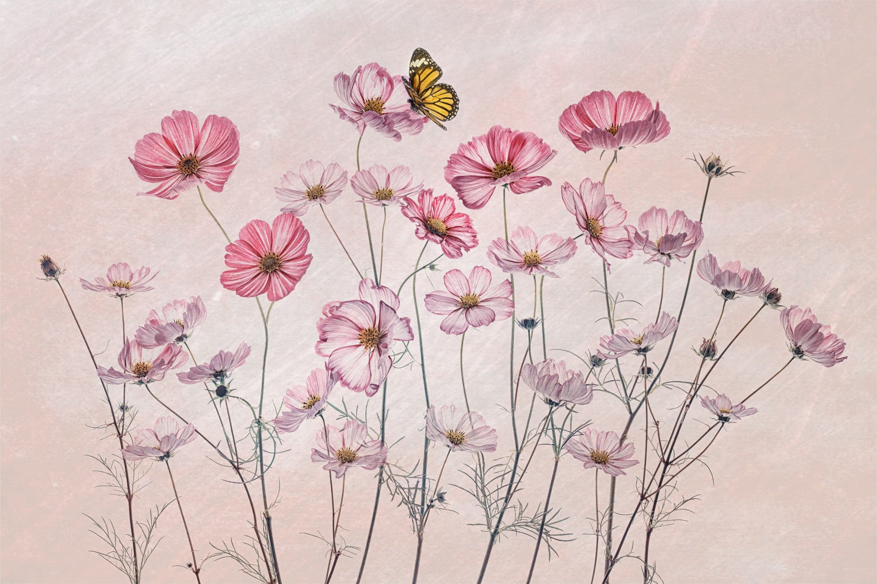 Cosmos Whispers Wall Mural -1972890