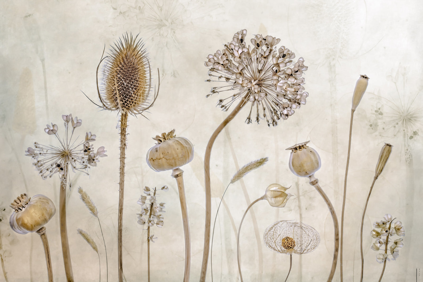 Ethereal Flora Design Wall Mural -1211143