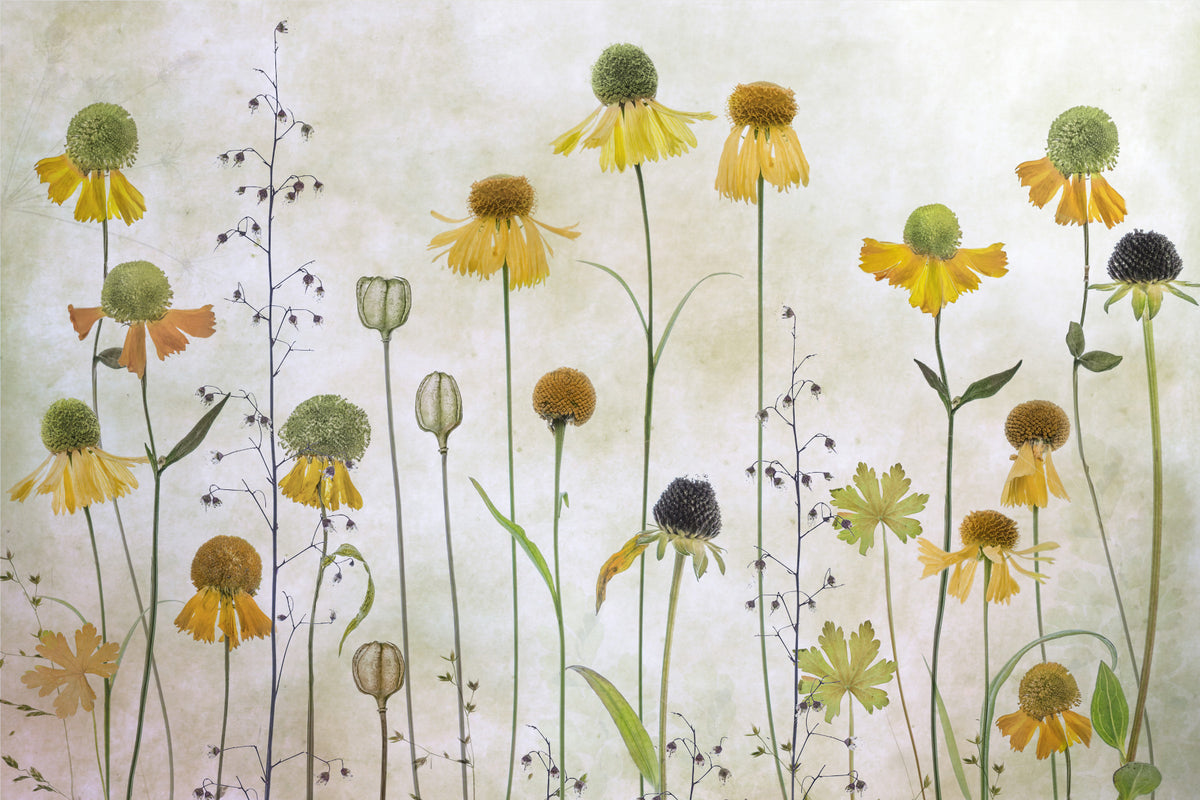 Pressed Wildflowers Wall Mural -1318955