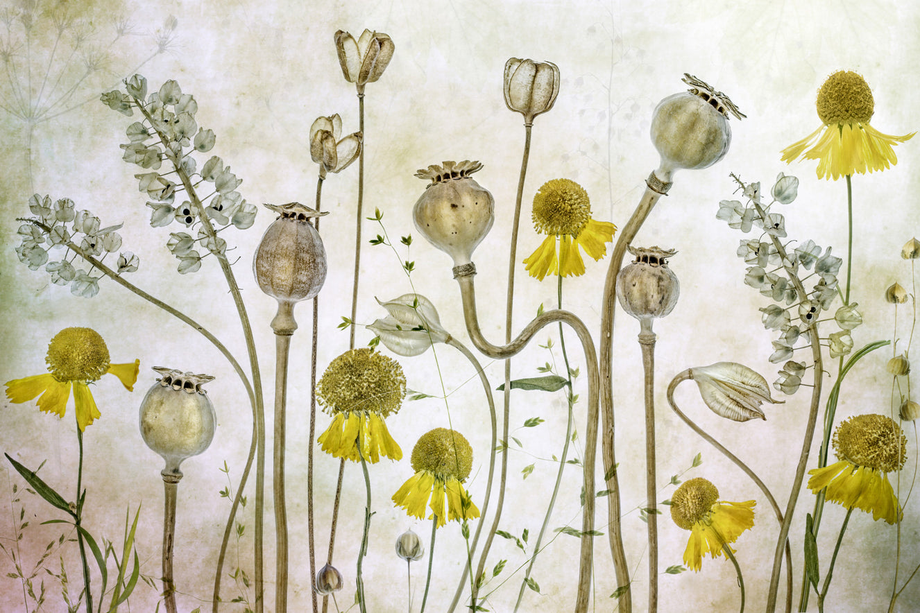 Botanical Still Life Wall Mural -1229076