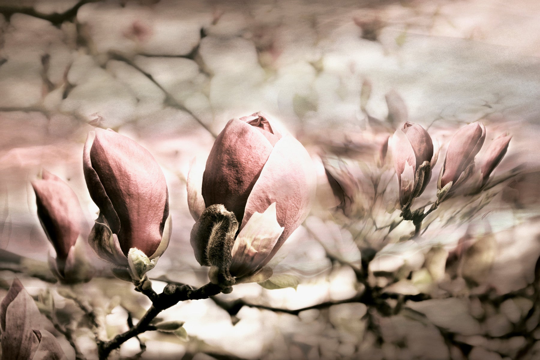 Blush Magnolia Bloom Wall Mural -2744817