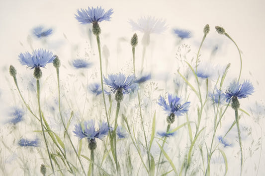 Cornflower Meadow Wall Mural -1880090