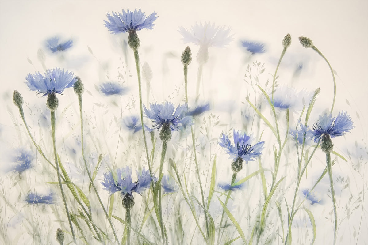 Cornflower Meadow Wall Mural -1880090