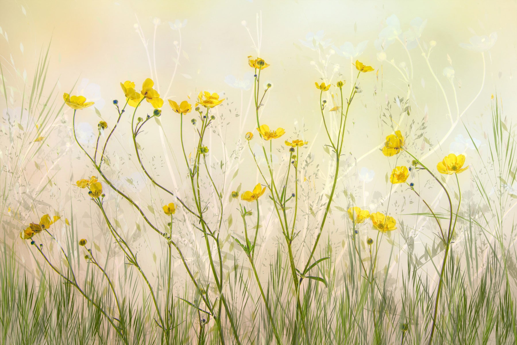 Golden Meadow Dreams Wall Mural -1871580