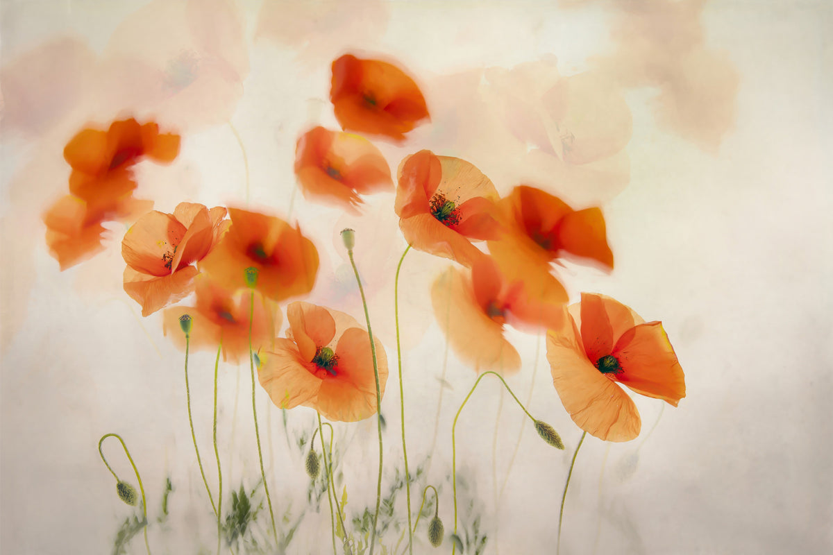 Whispering Poppies Wall Mural -1879092 in your room — zoomed