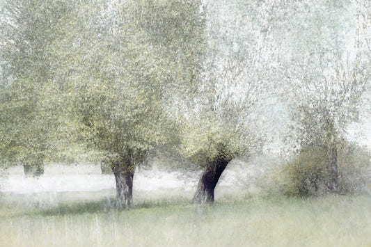 Willow Whisper Wall Mural -1702940