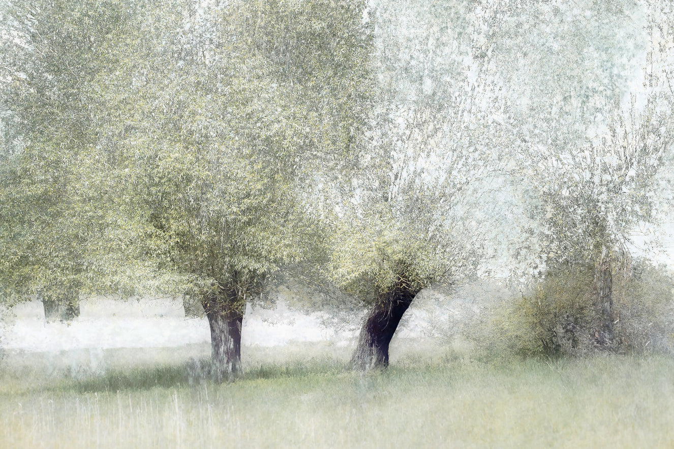 Willow Whisper Wall Mural -1702940