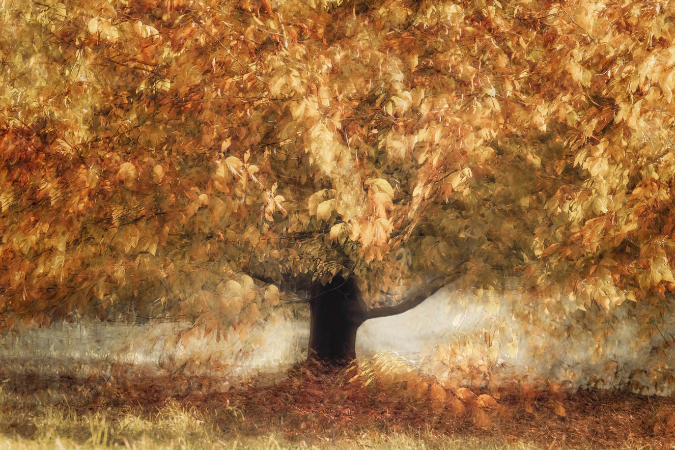 Gilded Leaves Wall Mural -2140317