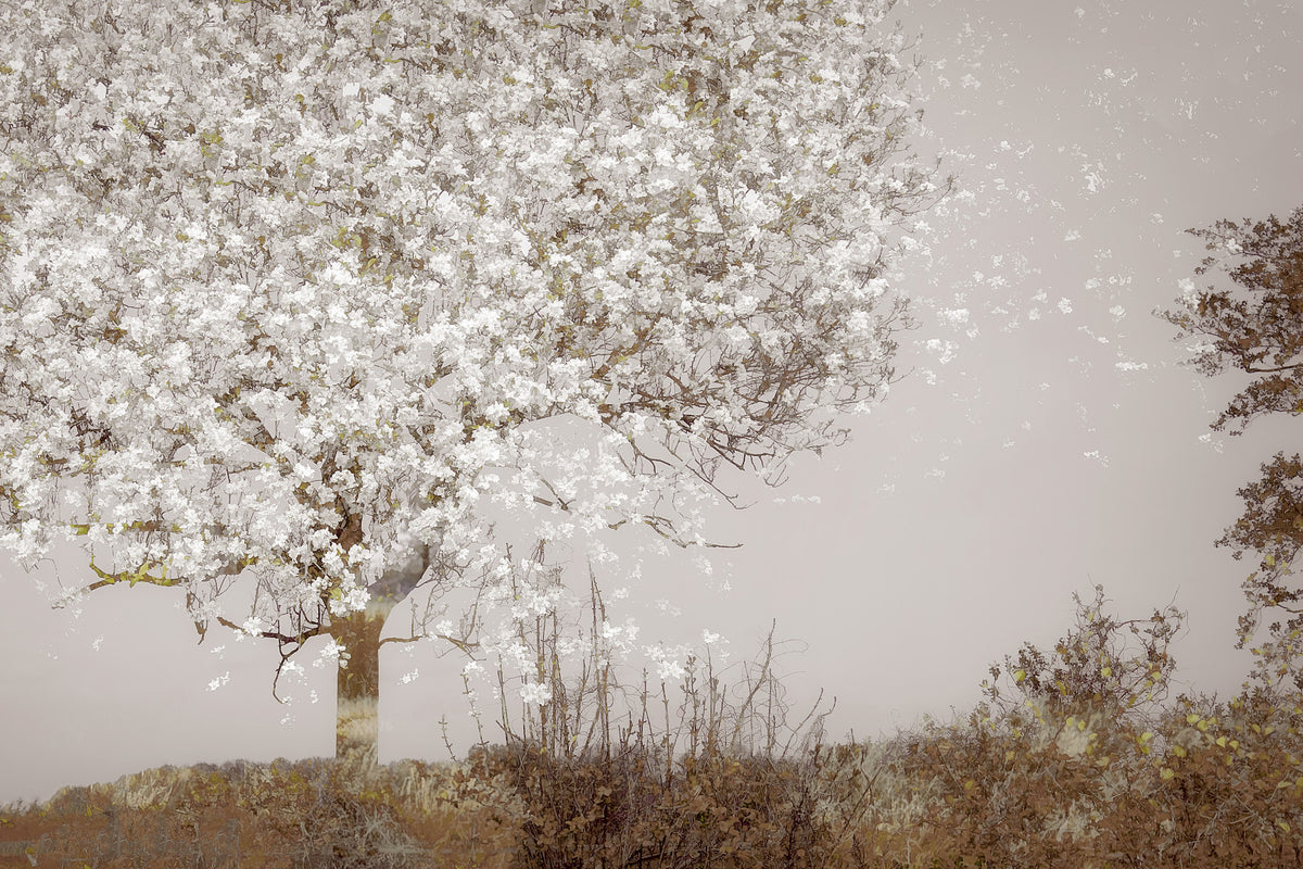 Blooming Tree Vista Wall Mural -1522836 in your room — zoomed