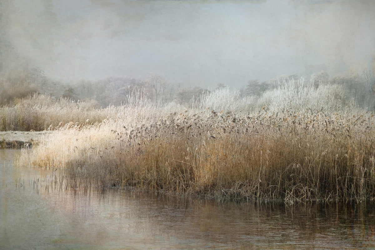 Frosty Riverbank Wall Mural -1649227