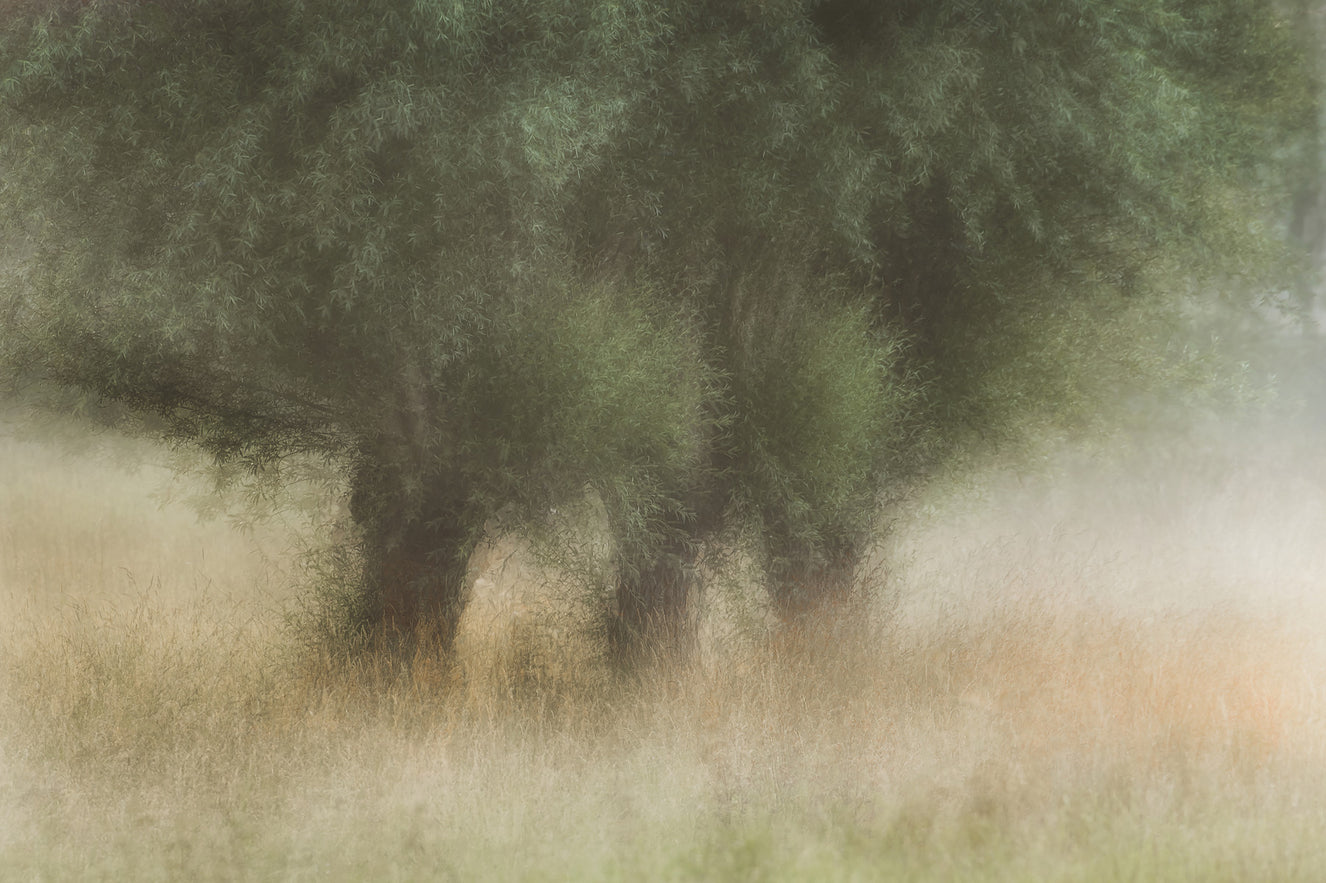 Misty Grove Wall Mural -1749644