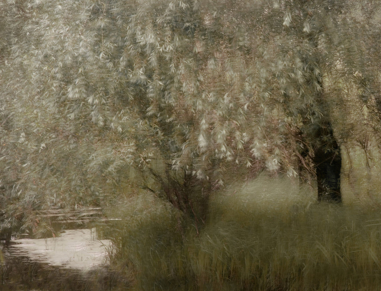 Willow Whispers Wall Mural -1534233