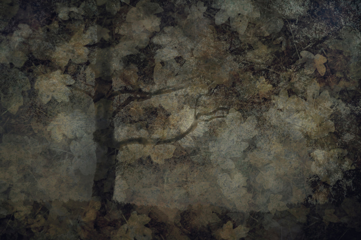 Ethereal Canopy Wall Mural -1760532 in your room — zoomed