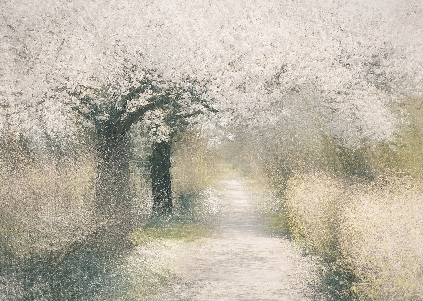Blossom Trail Wall Mural