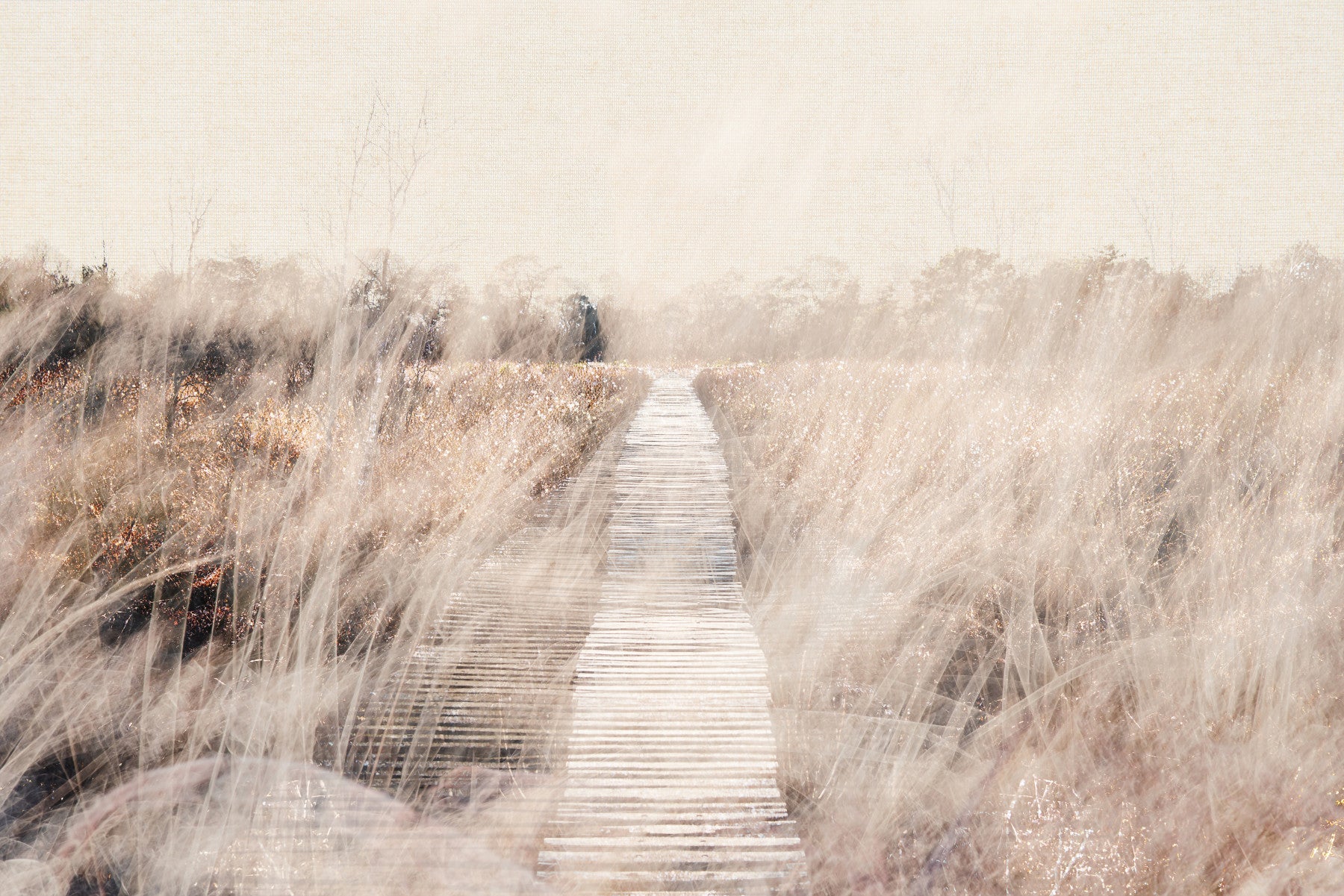 Whispers of the Marsh Path Wall Mural -2679770