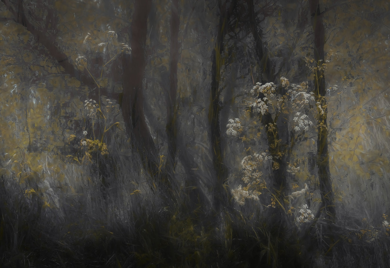 Misty Hollow Wall Mural -1689164