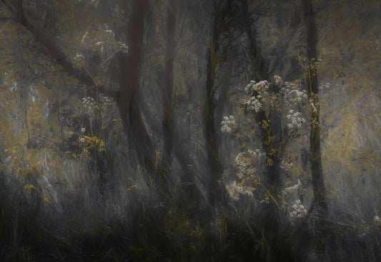 Misty Hollow Wall Mural -1689164