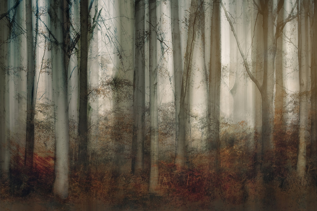 Enchanted Forest Haze Wall Mural -2109985