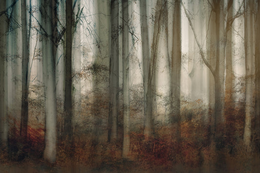 Enchanted Forest Haze Wall Mural -2109985