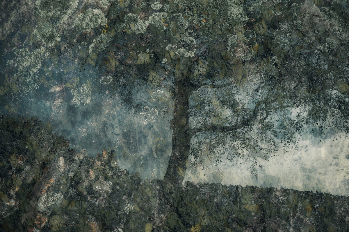 Ghostly Grove Wall Mural -1754621 in your room — zoomed