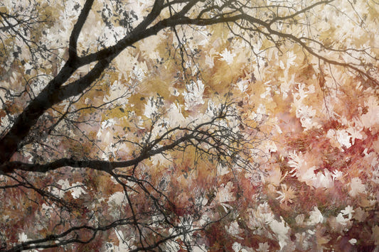 Autumnal Canopy Wall Mural -2479434
