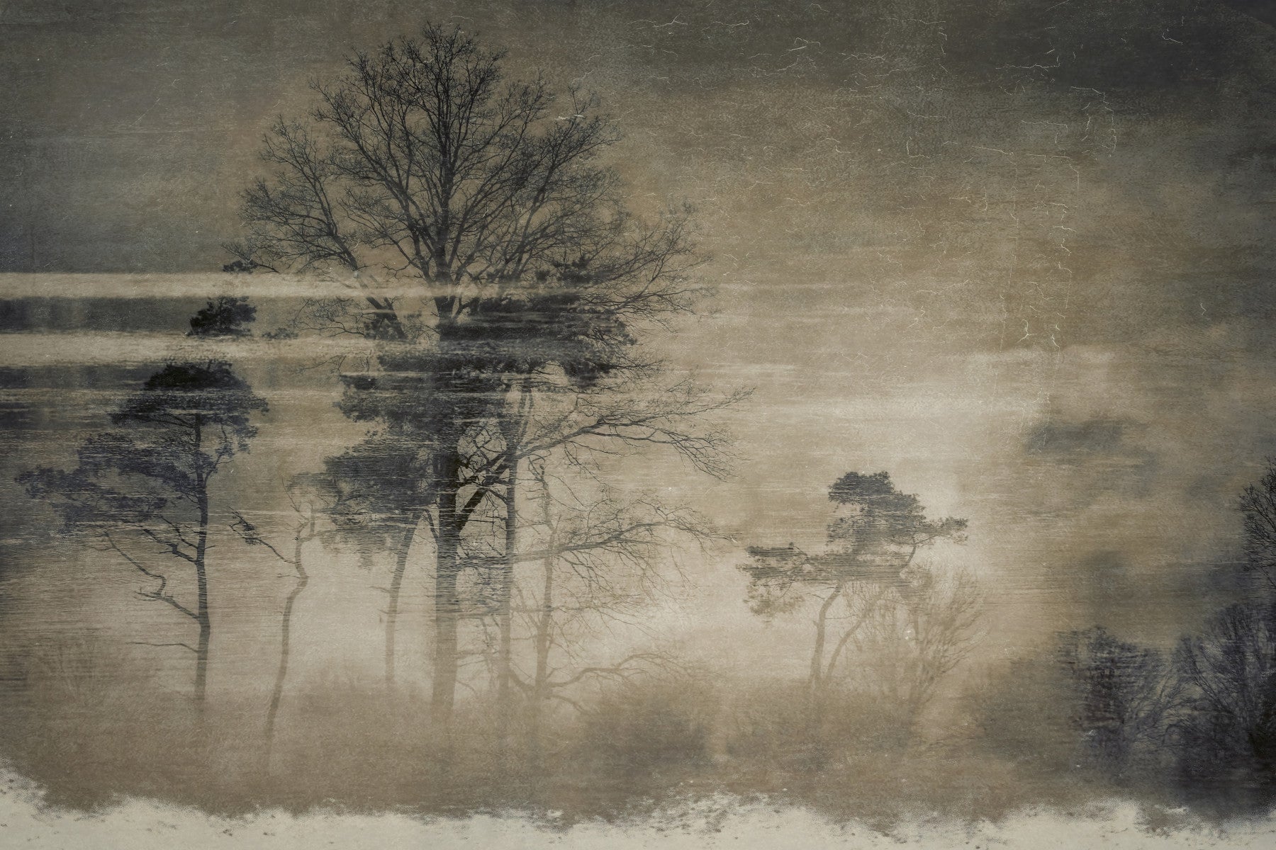 Ethereal Forest Wall Mural -1284127