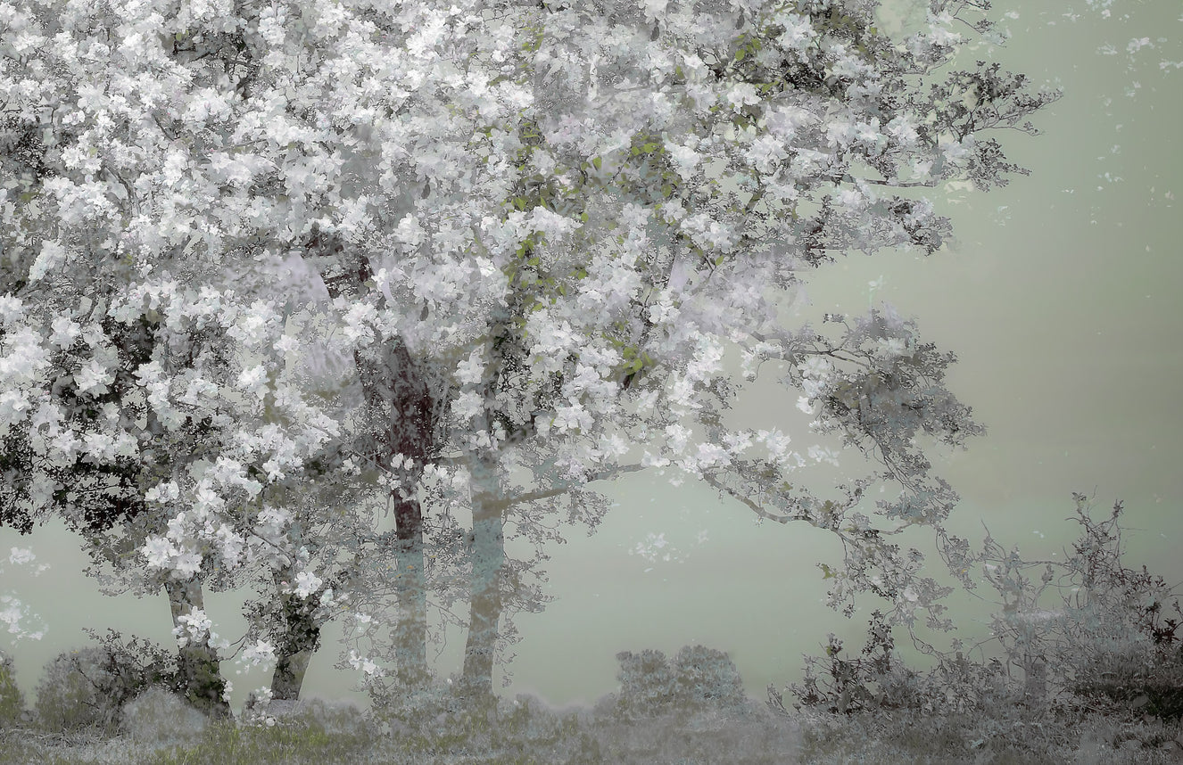 Floral Canopy Serenity Wall Mural -1518414