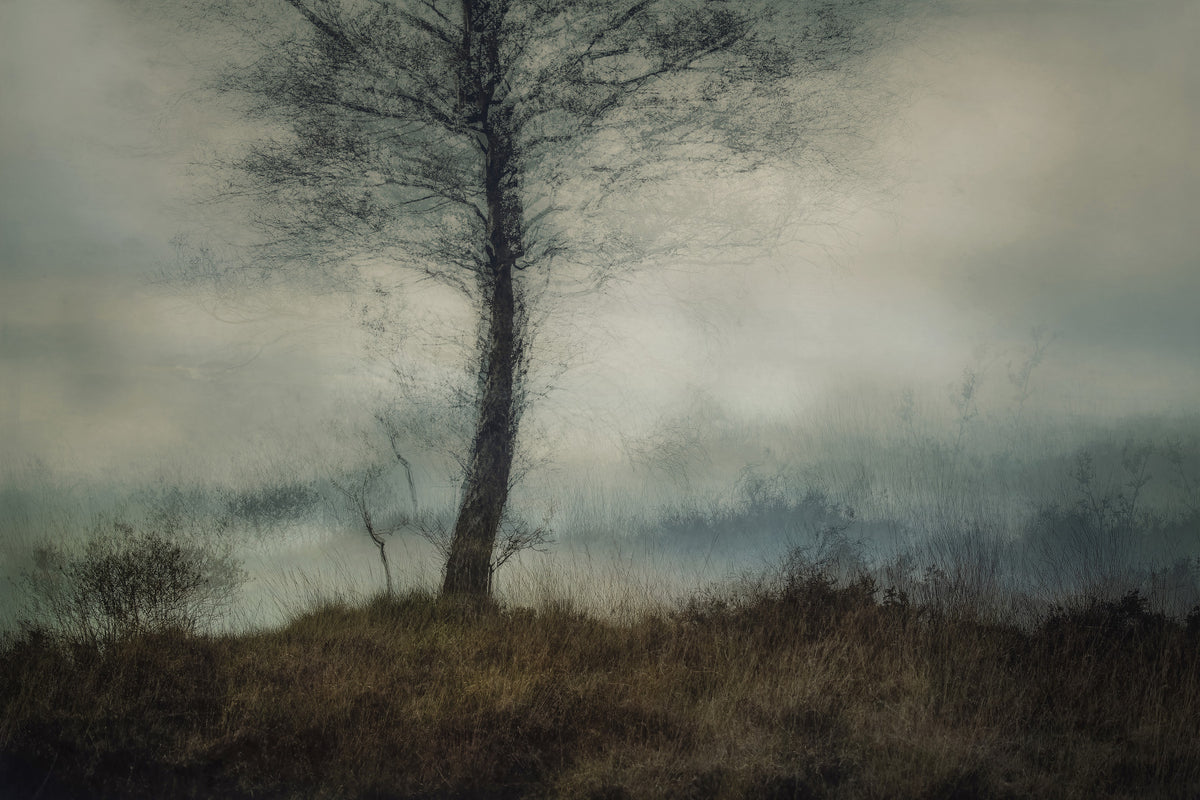 Misty Tree Wall Mural -1875105 in your room — zoomed