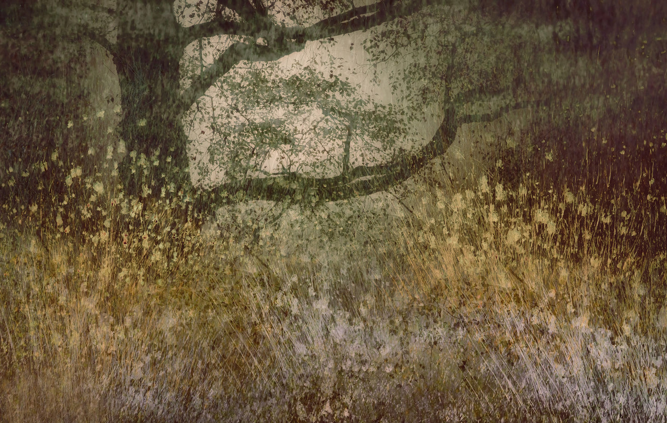 Filtered Light Wall Mural -1942075