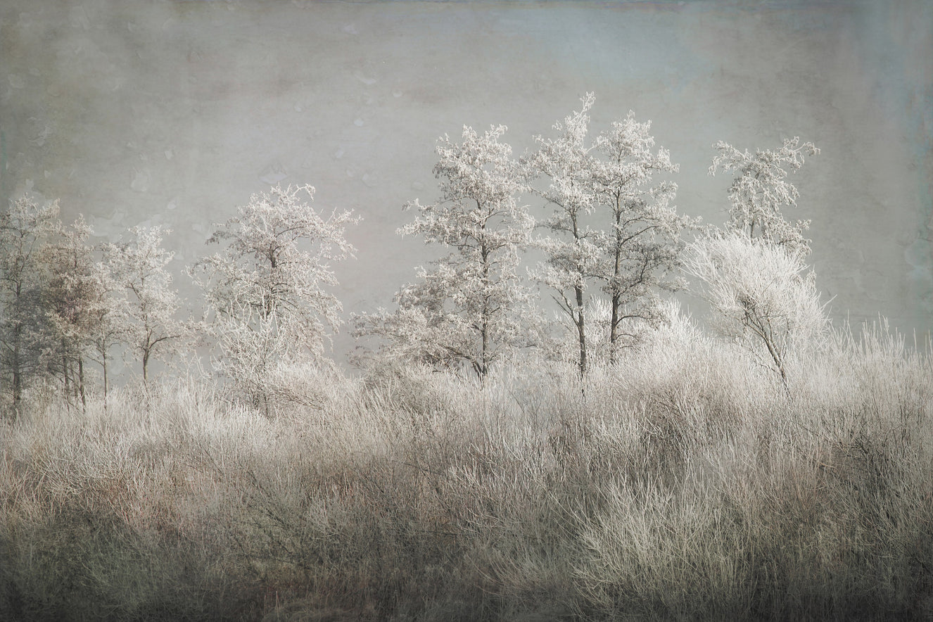 Frosted Stillness Wall Mural -1646833