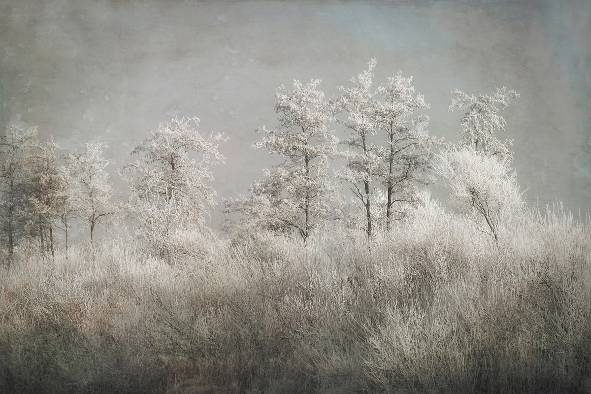 Frosted Stillness Wall Mural -1646833