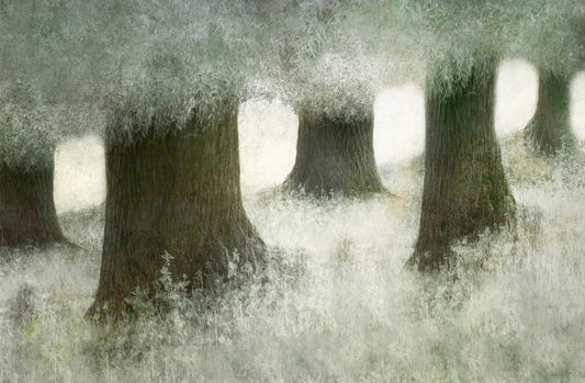 Silent Canopy Wall Mural -2113402