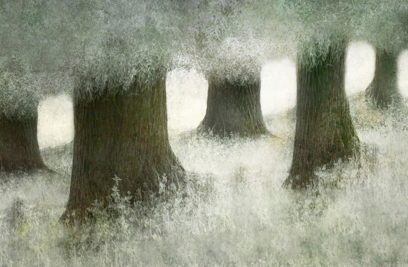Silent Canopy Wall Mural -2113402