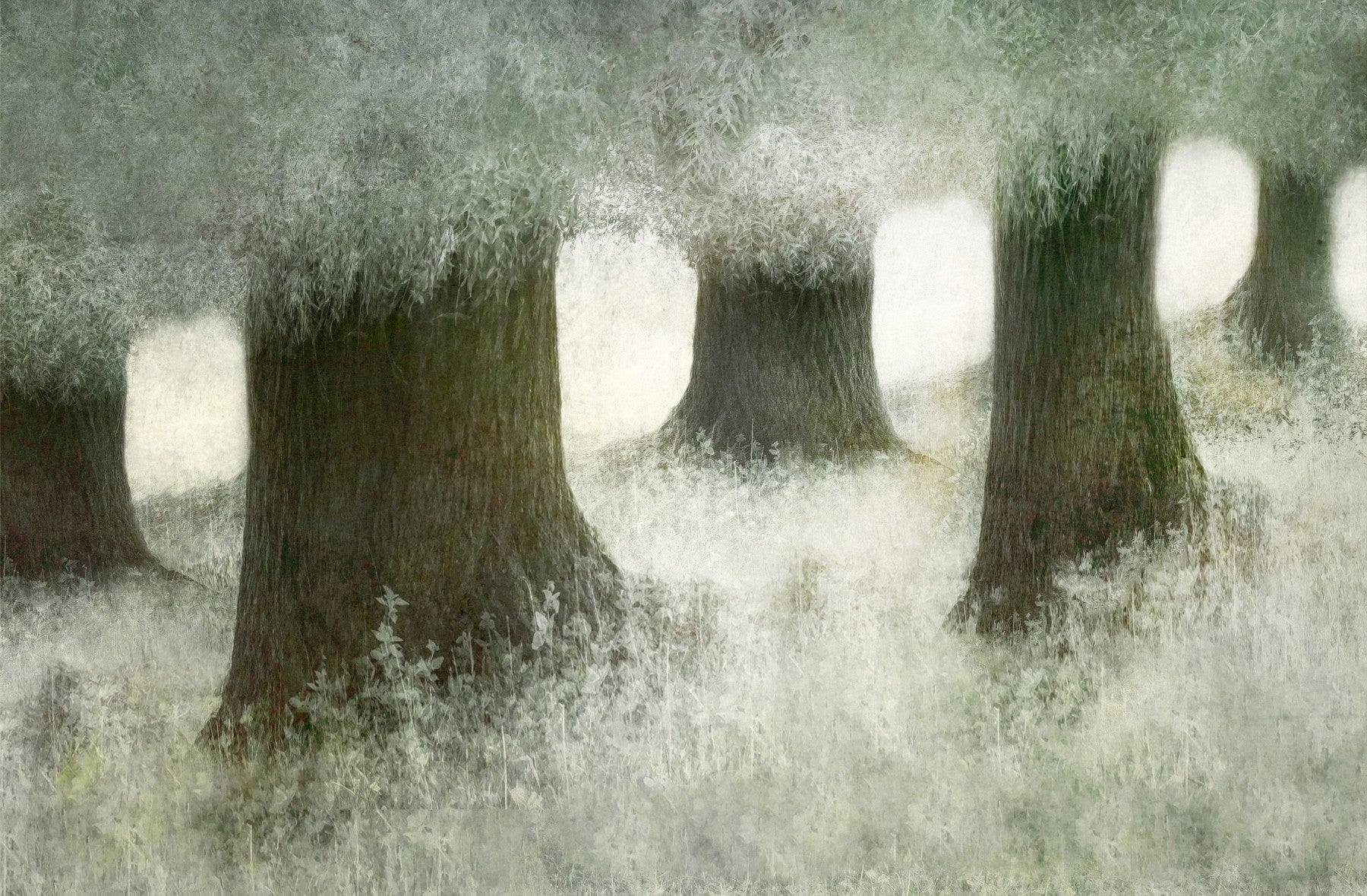 Silent Canopy Wall Mural -2113402