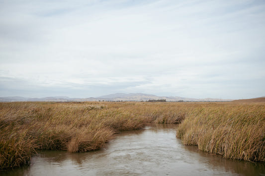 Tranquil Marsh View Wall Mural -2670006