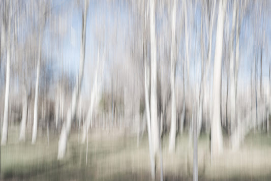 Ethereal Forest Light Wall Mural -2682331