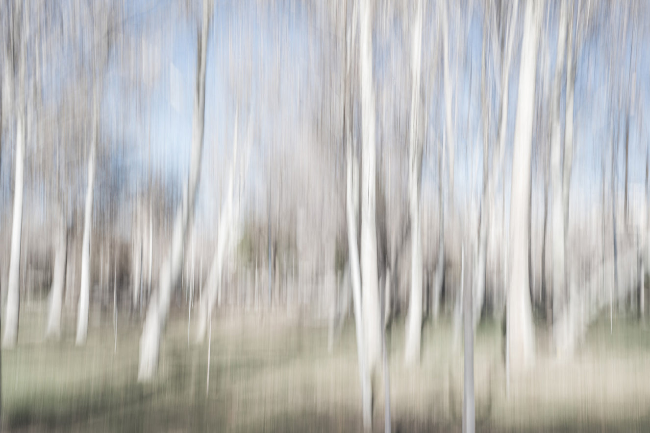 Ethereal Forest Light Wall Mural -2682331