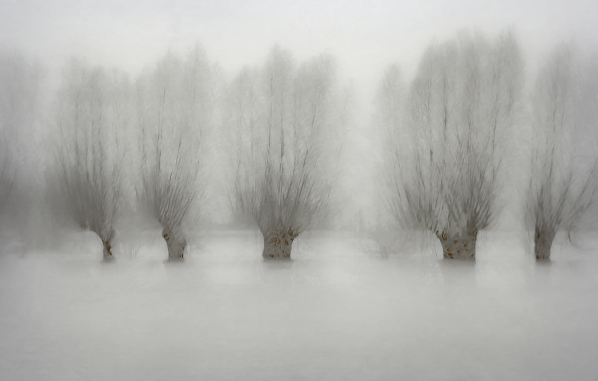 Misty Grove Serenity Wall Mural -1471005