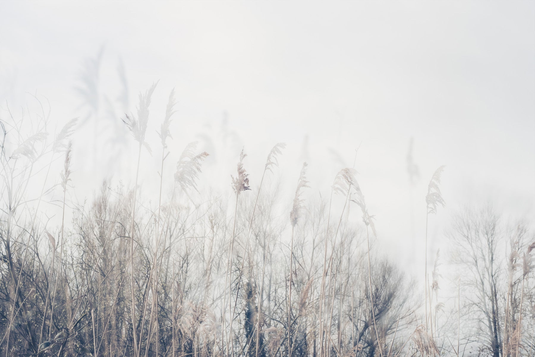 Winter Whispers Wall Mural -2672653