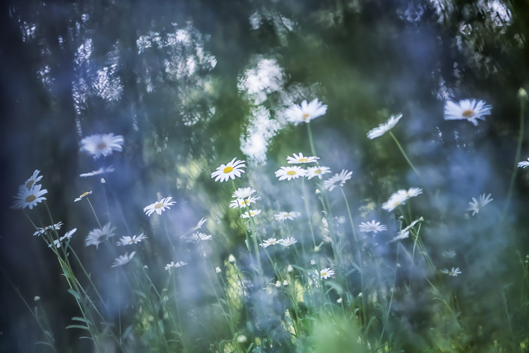 Daisy Dreamscape Wall Mural -2596582