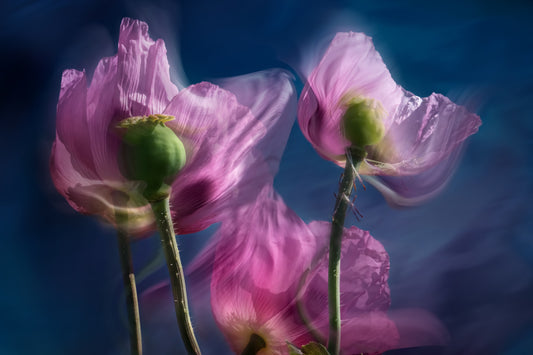 Twilight Poppies Wall Mural -2281960