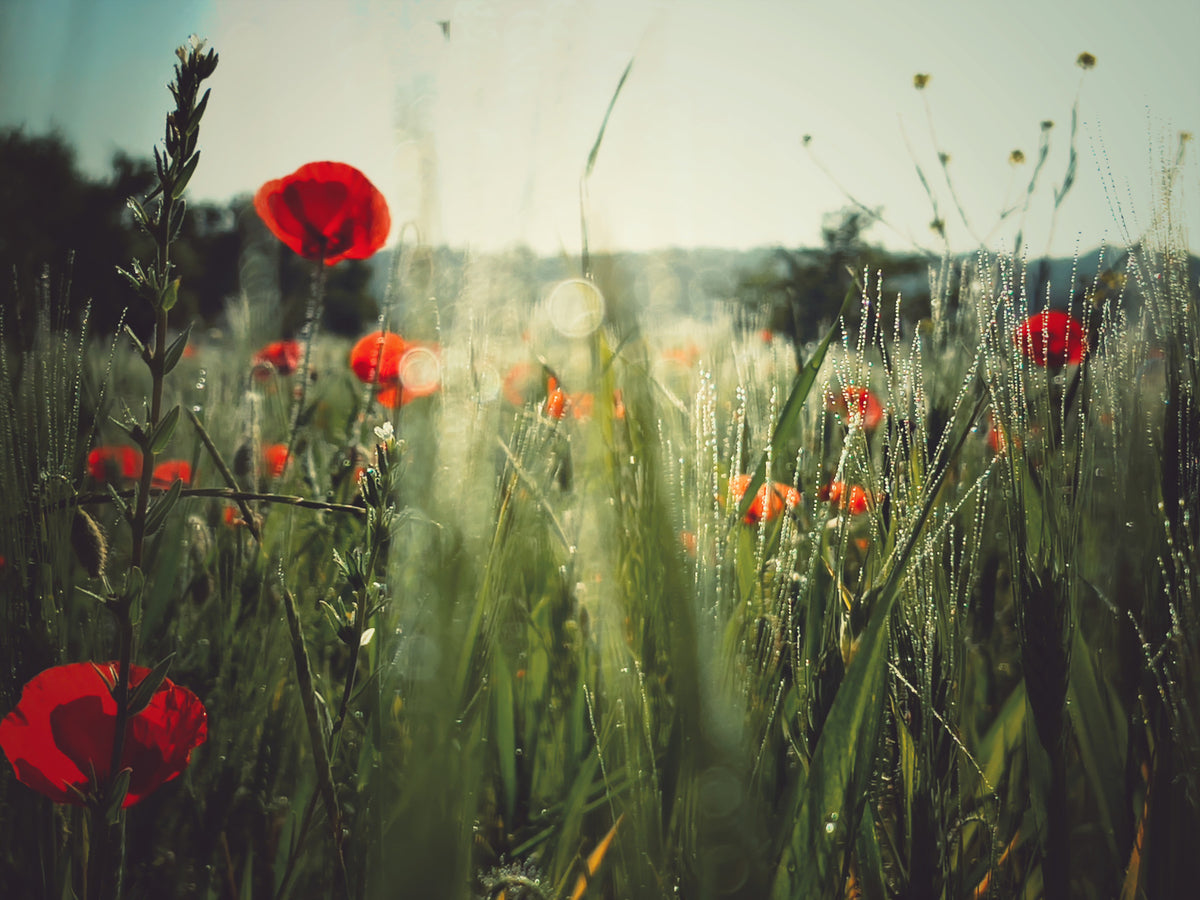 Meadow Dew Wall Mural -2283850 in your room — zoomed