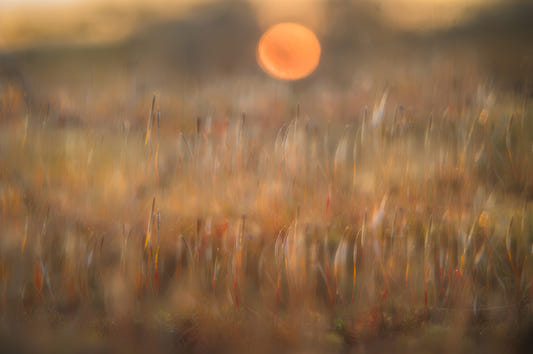 Solar Meadow Dreamscape Wall Mural