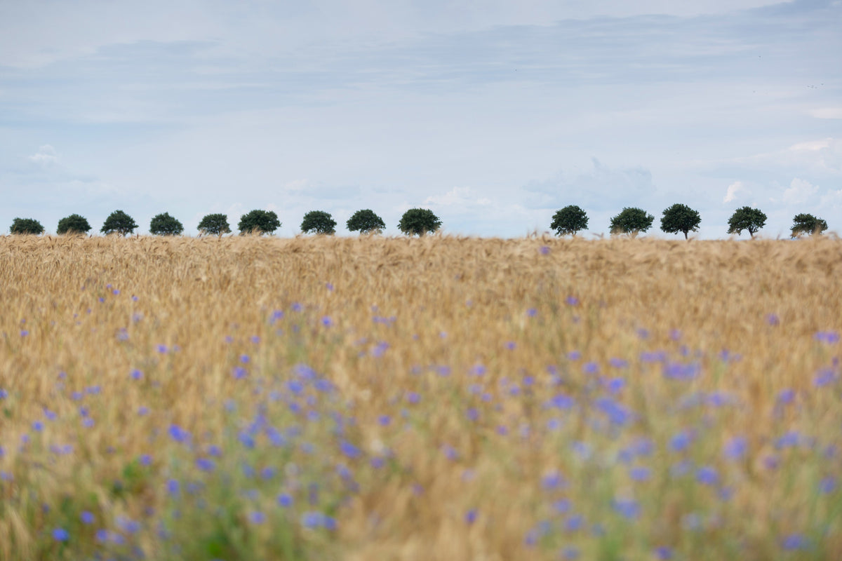 Golden Fields Serenity Wall Mural -2658156