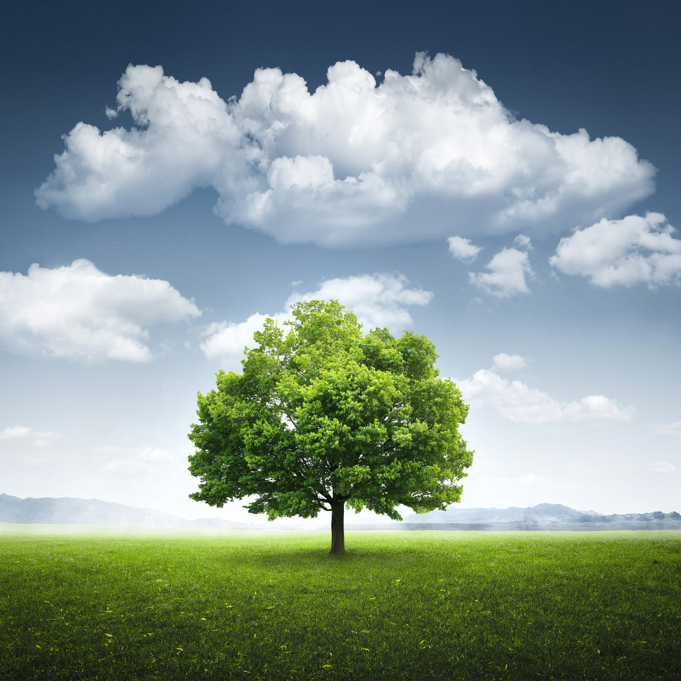 Fields of Green Wall Mural -2213762