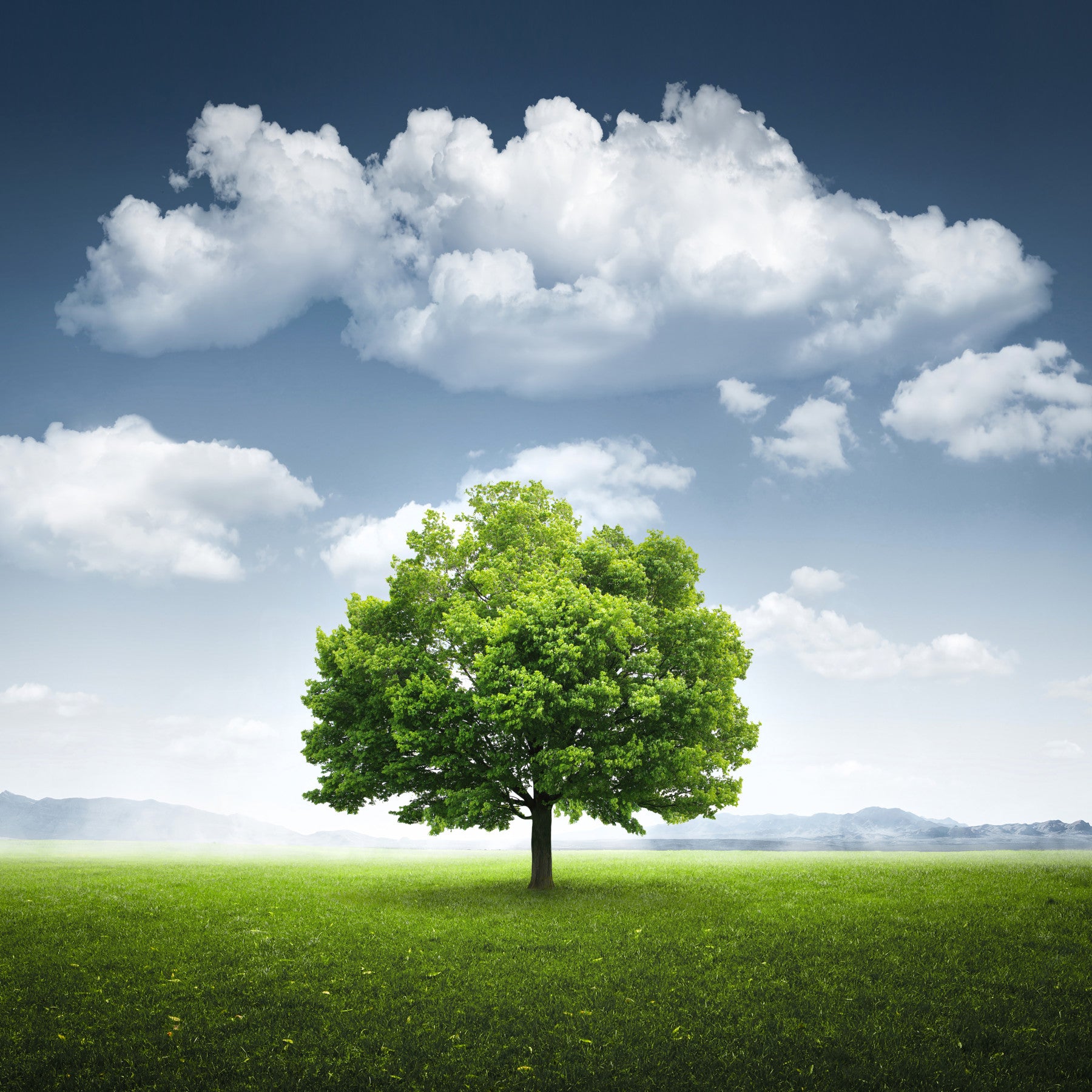 Fields of Green Wall Mural -2213762