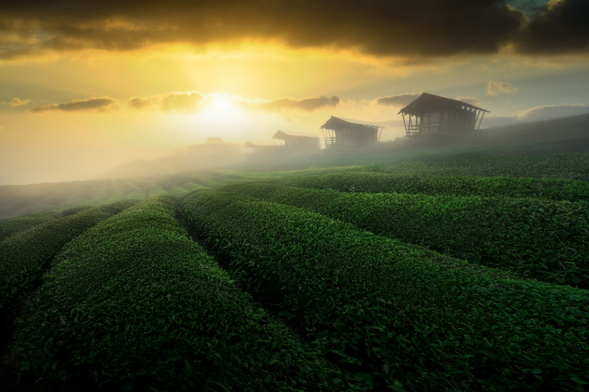Golden Mist Tea Estate Wall Mural -2353176 in your room — zoomed